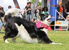 RESPONSIBLE PET OWNERSHIP