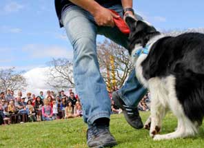 PROMOTIONAL&nbsp; &nbsp;&nbsp;&nbsp;FUNCTIONS